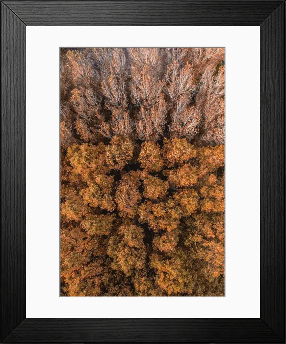 Framed Print : Aerial view of trees with autumn colours near Flaca city, Catalonia, Spain Framed Print : Aerial view of trees with autumn colours near Flaca city, Catalonia, Spain