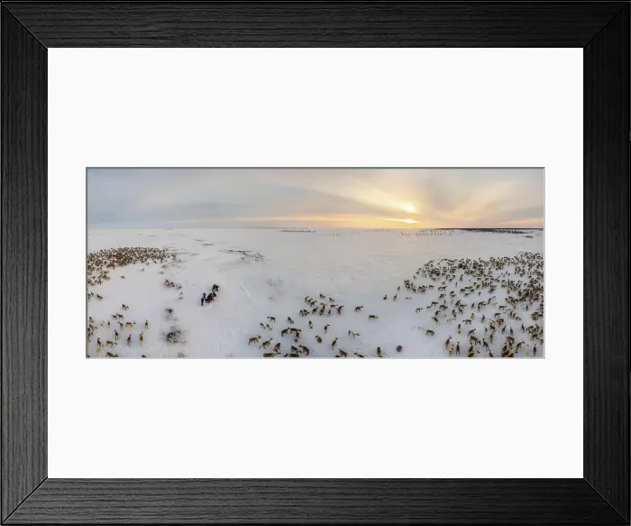 Framed Print : Panoramic aerial view of the deer herd of Nenets people, Yamal Peninsula, Russia