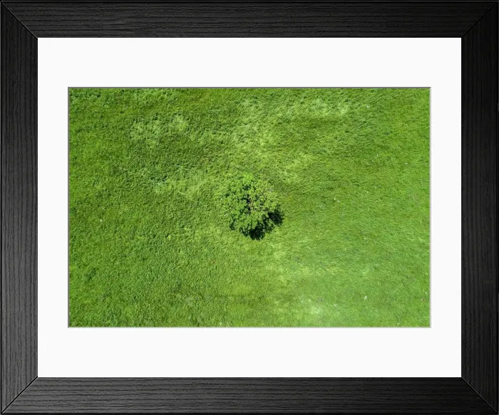 Framed Print : Aerial view lone tree in sunny green field, Auvergne, France Framed Print : Aerial view lone tree in sunny green field, Auvergne, France
