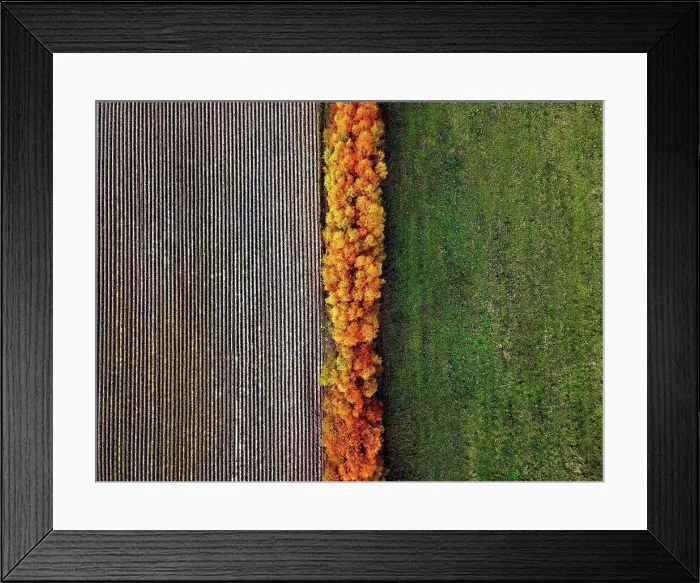 Framed Print : Aerial view of field windbreak in autumn