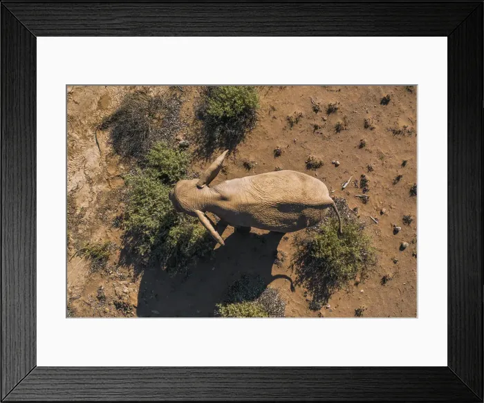 Framed Print : Aerial view of desert elephant in Damaraland, Namid desert, Namibia