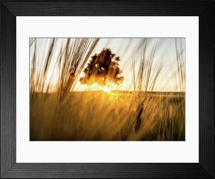 Framed Print : Sun setting behind a lone tree in field, Drobak, Norway