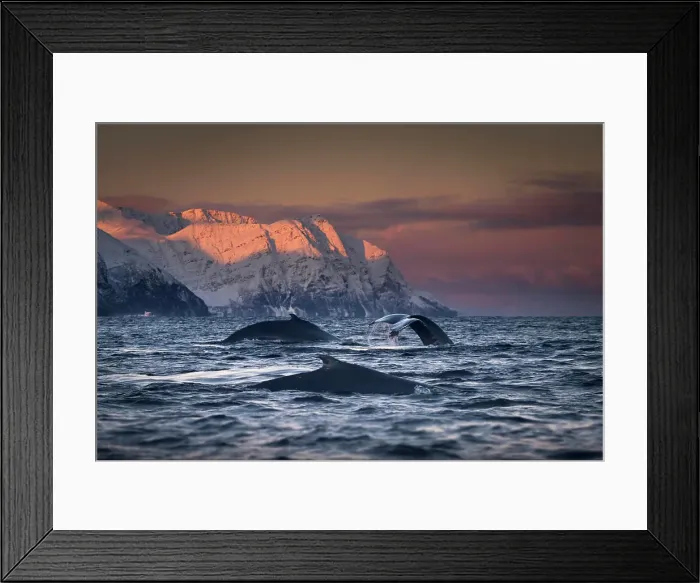 Framed Print : Group of humpback whales diving, Skjervøy, Troms, Norway