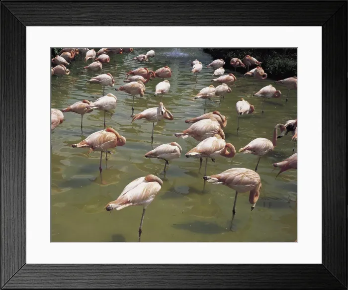 Framed Print : Flamingos Everglades National Park Florida USA