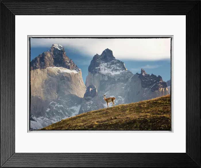 Framed Print : Lone guanaco on hillside in front of mountains, Torres Del Paine National Park, Chile Framed Print : Lone guanaco on hillside in front of mountains, Torres Del Paine National Park, Chile