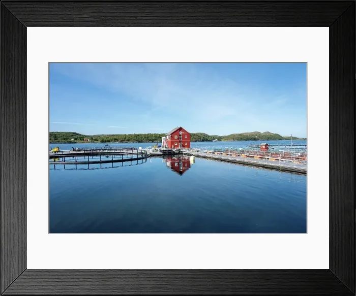 Framed Print : Norway, Nordland, Brønnøysund, salmon farm Framed Print : Norway, Nordland, Brønnøysund, salmon farm