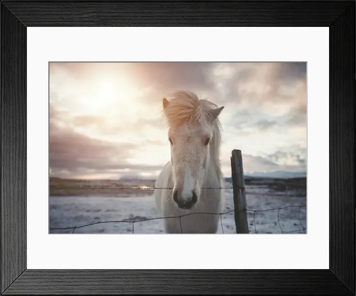 Framed Print : Iceland, Icelandic horse at sunset Framed Print : Iceland, Icelandic horse at sunset