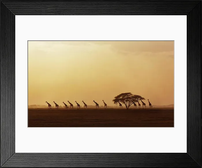 Framed Print : Africa, Kenya, Giraffes walking in savannah at sunset in Amboseli National Park Framed Print : Africa, Kenya, Giraffes walking in savannah at sunset in Amboseli National Park