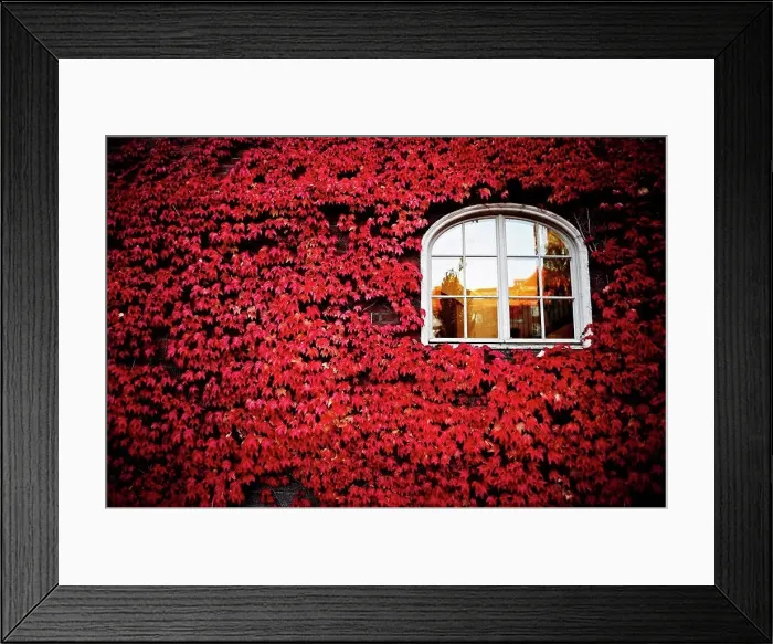 Framed Print : Window Surrounded by Ivy and Red Leaves