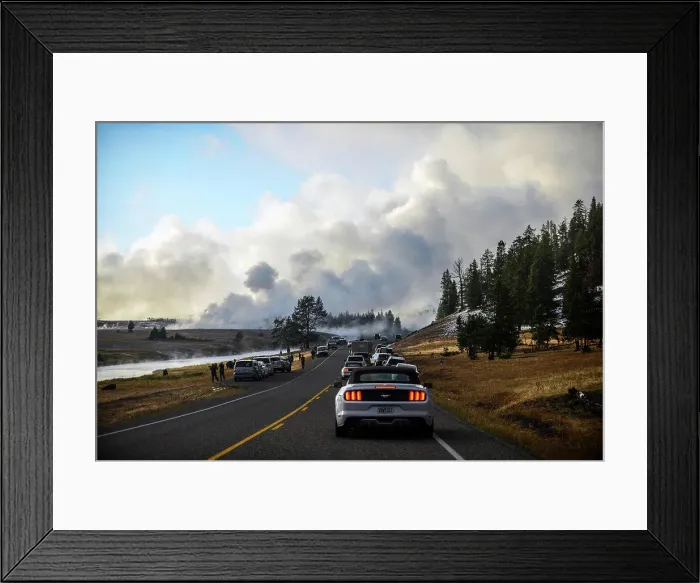 Framed Print : Visitors stop cars to watch bisons in Yellowstone National Park, USA