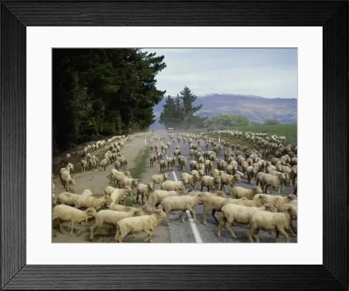Framed Print : Flock of sheep walking on a road, South Island, New Zealand