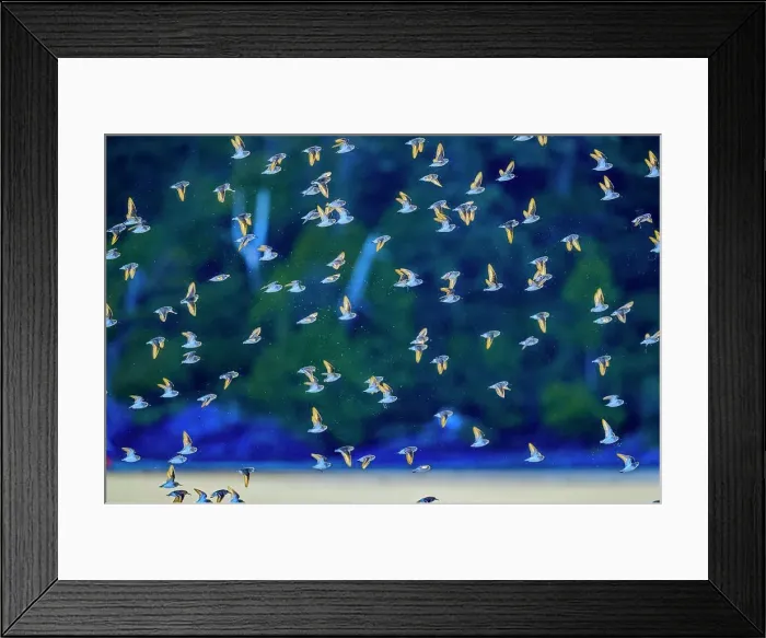 Framed Print : Shore birds along Pacific Rim National Park, Canada Framed Print : Shore birds along Pacific Rim National Park, Canada
