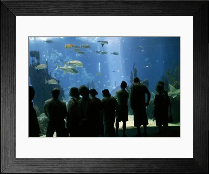 Framed Print : Salt Water Aquarium, Lisboa In Portugal