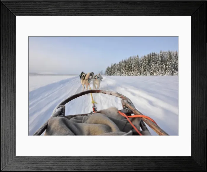 Framed Print : Norway, Tromso, sled dog