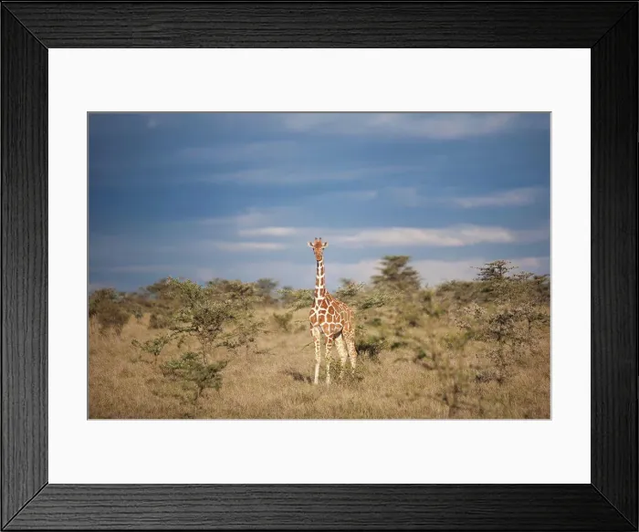 Framed Print : Reticulated giraffe, Kenya Kenya Framed Print : Reticulated giraffe, Kenya Kenya