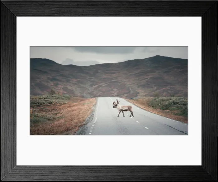 Framed Print : Reindeer on the road of Wilderness Road in the countryside of Jämtland in autumn in Sweden