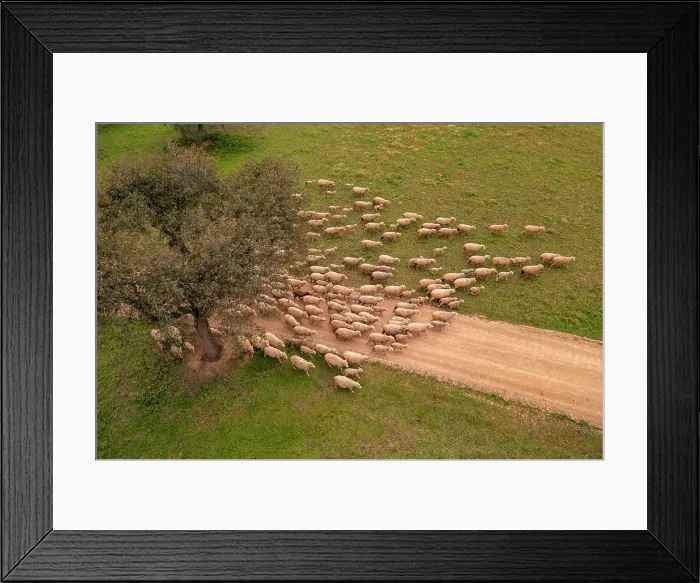 Framed Print : Aerial view of a flock of sheep in Albernoa countryside, Beja, Portugal Framed Print : Aerial view of a flock of sheep in Albernoa countryside, Beja, Portugal