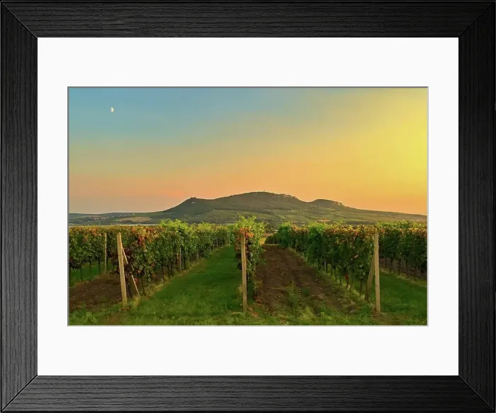 Framed Print : Vineyards - Palava region. South Moravia Framed Print : Vineyards - Palava region. South Moravia
