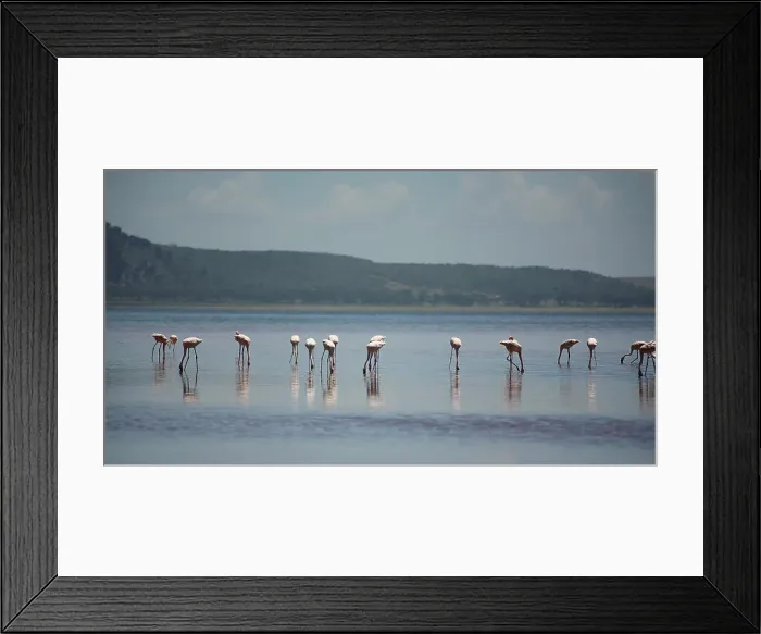 Framed Print : Flamingos on Lake Nakuru Kenya Africa Framed Print : Flamingos on Lake Nakuru Kenya Africa