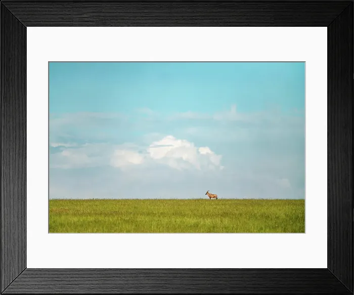 Framed Print : A lone Topi stands in alert in the Maasai Mara in Kenya Framed Print : A lone Topi stands in alert in the Maasai Mara in Kenya