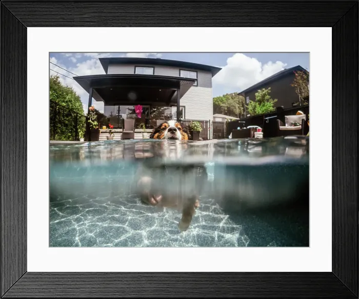 Framed Print : dog swimming in the pool during summer Framed Print : dog swimming in the pool during summer