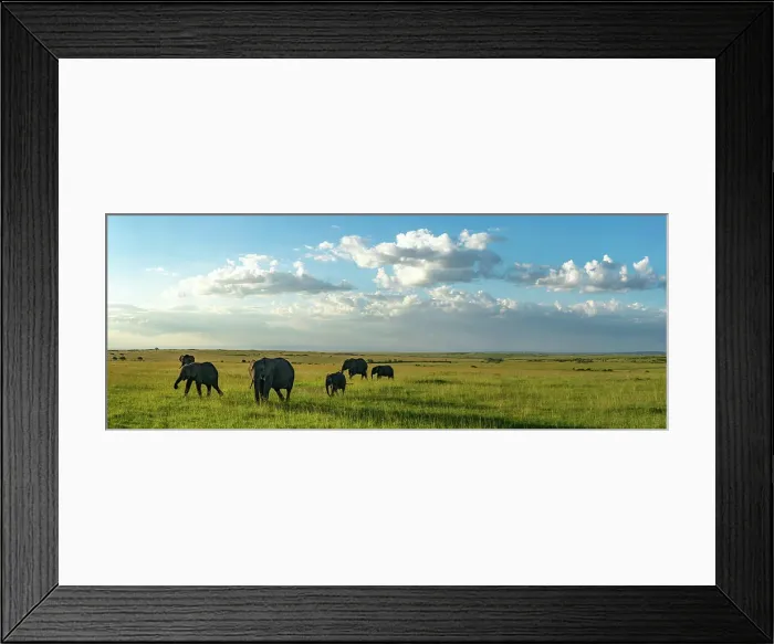 Framed Print : A herd of elephants walk the savanna in the Maasai Mara in Kenya Framed Print : A herd of elephants walk the savanna in the Maasai Mara in Kenya
