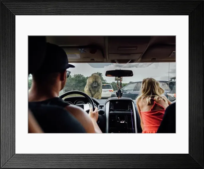 Framed Print : Father and daughter in drive through safari with baboon on car Framed Print : Father and daughter in drive through safari with baboon on car