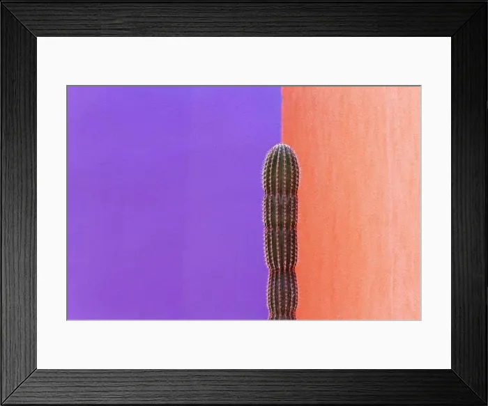 Framed Print : Cactus Against Contrasting Walls Framed Print : Cactus Against Contrasting Walls