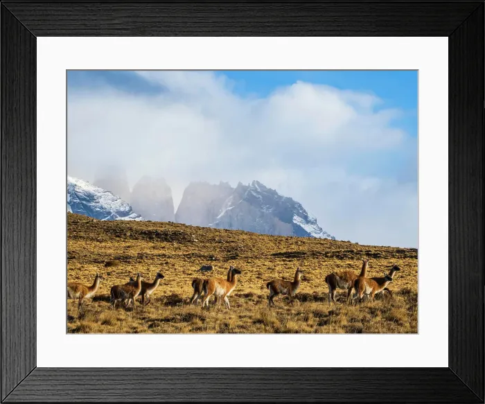 Framed Print : Guanacos (Lama guanicoe), Torres del Paine National Park, Patagonia, Chile Framed Print : Guanacos (Lama guanicoe), Torres del Paine National Park, Patagonia, Chile