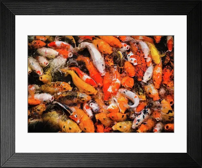 Framed Print : Pond of Koi fish feeding in Vietnam, Southeast Asia Framed Print : Pond of Koi fish feeding in Vietnam, Southeast Asia