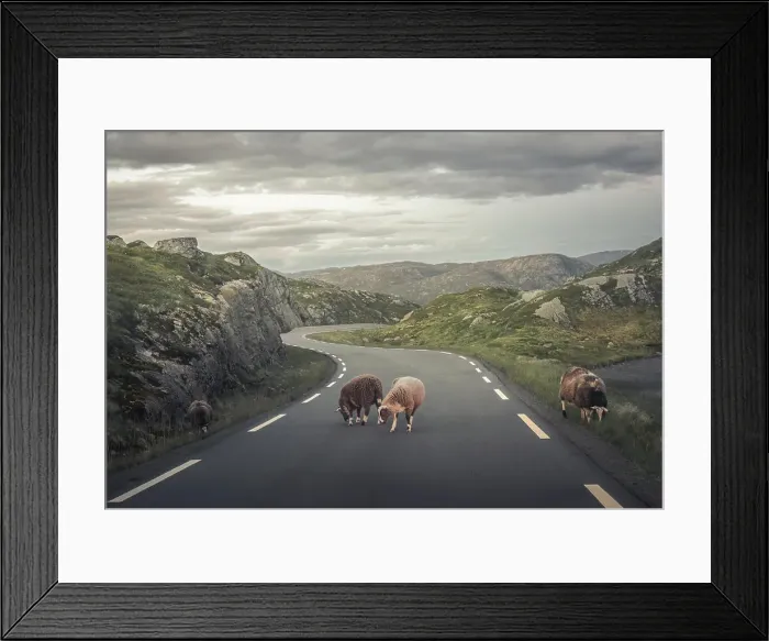 Framed Print : Sheep on the road in the mountains in Norway Framed Print : Sheep on the road in the mountains in Norway