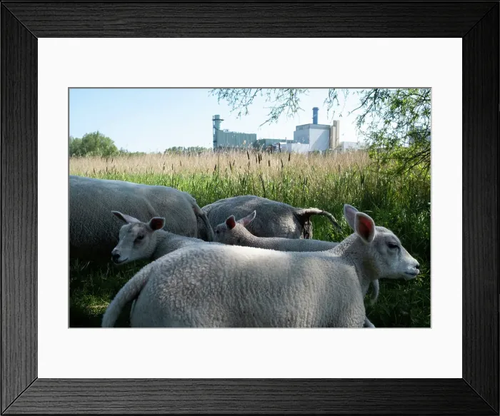 Framed Print : Netherlands, Amsterdam. Illustration of daily life in Amsterdam