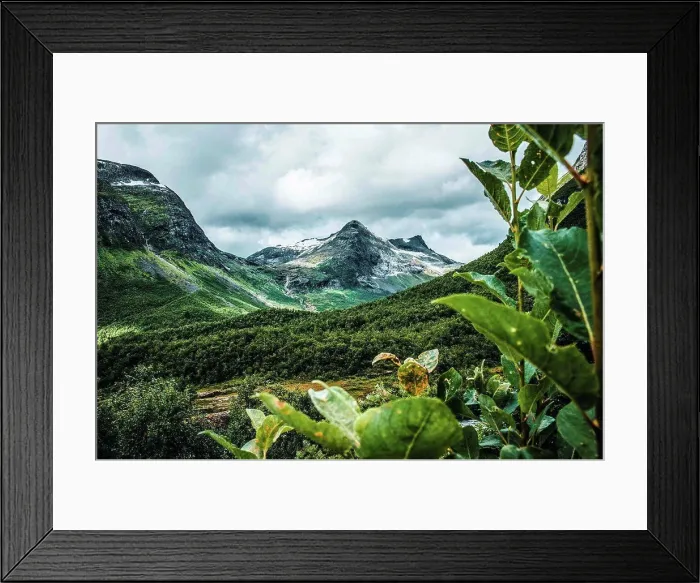 Framed Print : Norway, Møre og Romsdal, Trollstigen, vegetation Framed Print : Norway, Møre og Romsdal, Trollstigen, vegetation