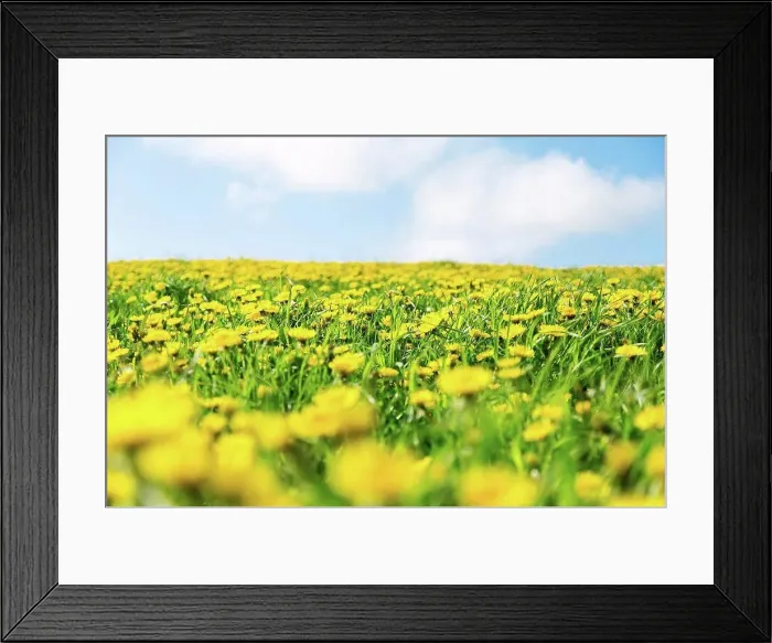 Framed Print : Norway, Stavanger, Dandelion field Framed Print : Norway, Stavanger, Dandelion field