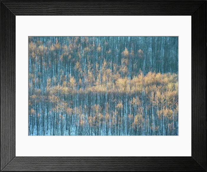 Framed Print : Forest in the winter, Abtsroda, Rhoen Mountain, Hesse, Germany Framed Print : Forest in the winter, Abtsroda, Rhoen Mountain, Hesse, Germany