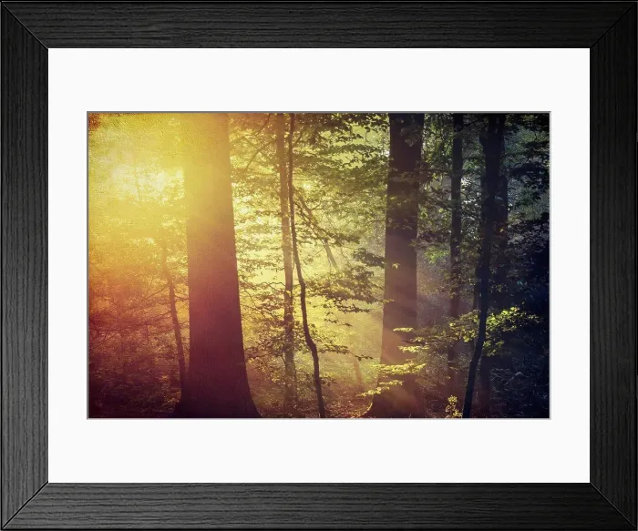 Framed Print : Deciduous forest and morning sun in autumn Framed Print : Deciduous forest and morning sun in autumn