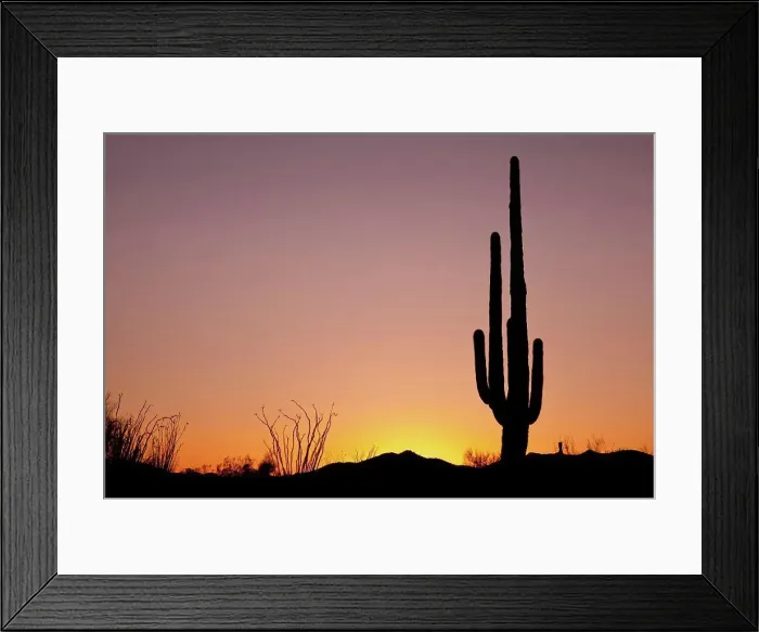 Framed Print : USA, Arizona, Tucson, Saguaro National Park, Saguaro Cactus at Sunset Framed Print : USA, Arizona, Tucson, Saguaro National Park, Saguaro Cactus at Sunset