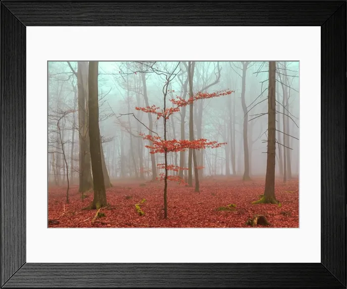 Framed Print : Magic forest in red and turquoise. Magic forest in red and turquoise Framed Print : Magic forest in red and turquoise. Magic forest in red and turquoise