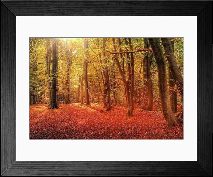 Framed Print : Beautiful landscape image of forest covered in Autumn Fall color contrasting green and orange, brown and gold