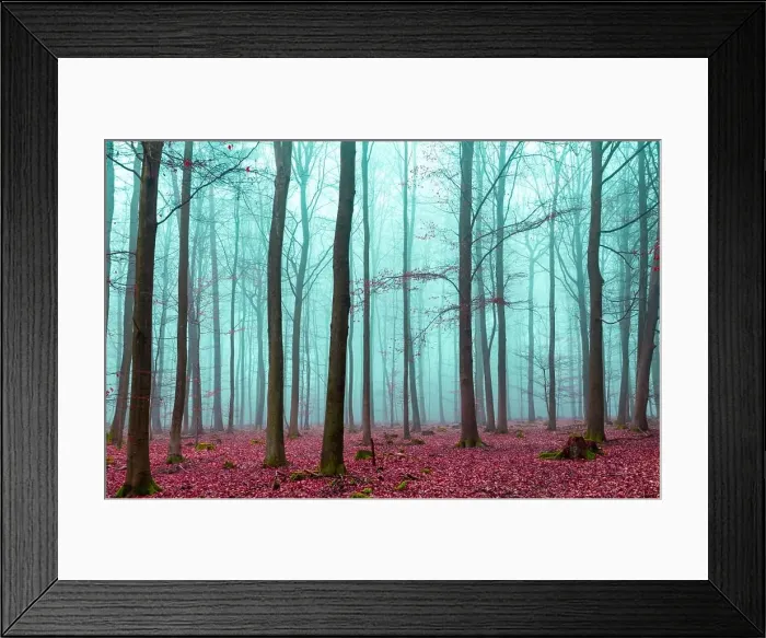 Framed Print : Magic forest in red and turquoise. Magic forest in red and turquoise Framed Print : Magic forest in red and turquoise. Magic forest in red and turquoise