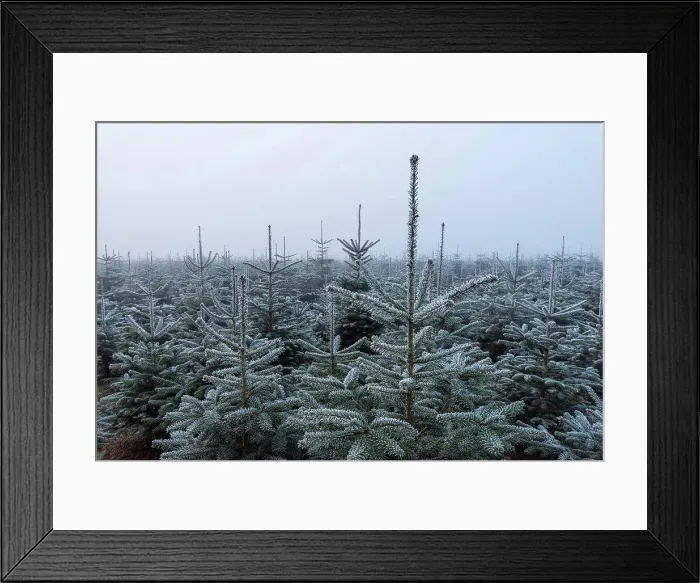 Framed Print : Christmas tree plantation in winter, Wagenschwend, Odenwald, Baden-Wurttemberg, Germany