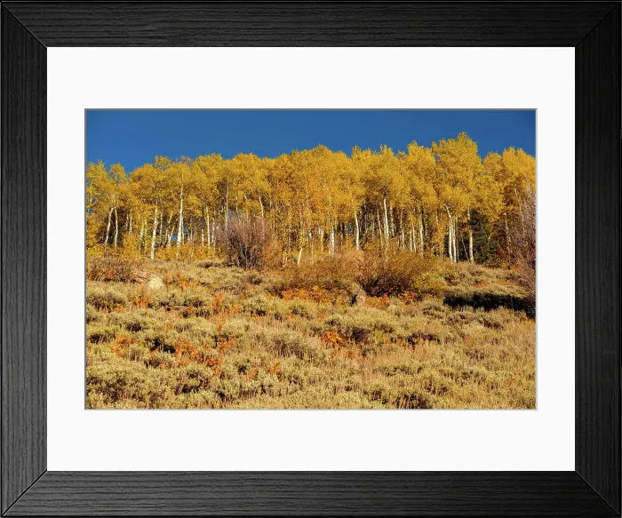 Framed Print : Aspen grove at autumn in Rocky Mountains. Aspen grove at autumn in Rocky Mountain National Park. Colorado, USA Framed Print : Aspen grove at autumn in Rocky Mountains. Aspen grove at autumn in Rocky Mountain National Park. Colorado, USA