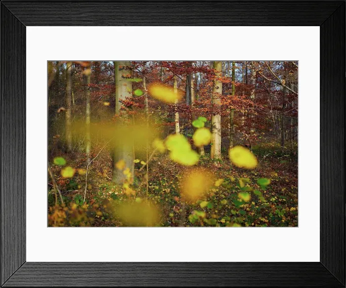 Framed Print : colorful leaves in a beech forest in autumn, backlight Framed Print : colorful leaves in a beech forest in autumn, backlight