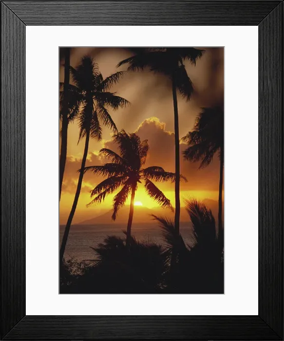 Framed Print : French Polynesia, Tahiti, Palm trees silhouetted by a vibrant sunset Framed Print : French Polynesia, Tahiti, Palm trees silhouetted by a vibrant sunset