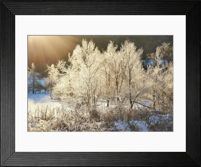 Framed Print : Ice covered trees on winter morning in Braintree, Vermont, USA Framed Print : Ice covered trees on winter morning in Braintree, Vermont, USA