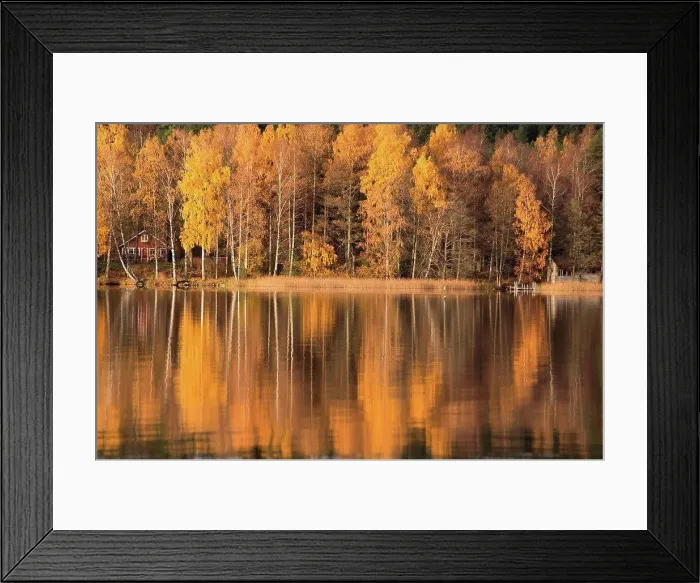 Framed Print : Forest in autumn colors reflected on the lake surface