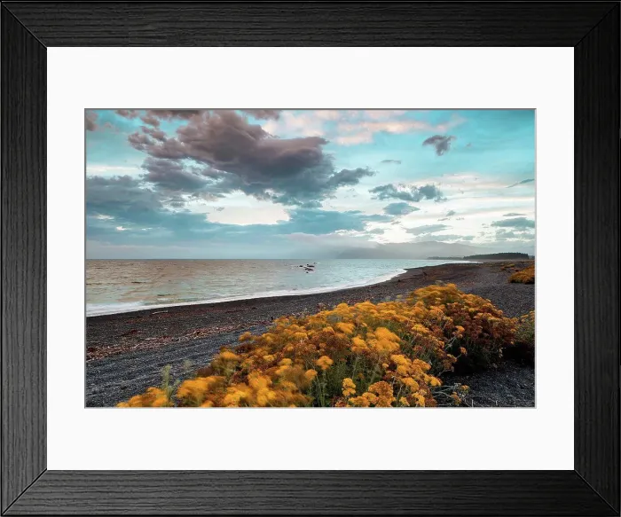 Framed Print : New Zealand, Canterbury, Kaikoura, Flowers growing on beach along tranquil sea Framed Print : New Zealand, Canterbury, Kaikoura, Flowers growing on beach along tranquil sea