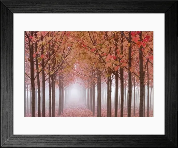 Framed Print : Autumnal maple trees in a forest, Willamette Valley, Oregon, USA Framed Print : Autumnal maple trees in a forest, Willamette Valley, Oregon, USA