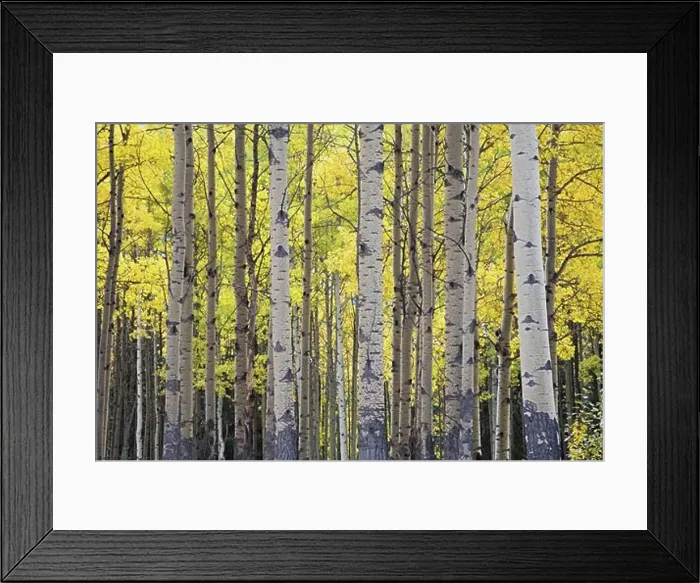 Framed Print : Aspen Grove in Autumn, Banff National Park, Alberta, Canada Framed Print : Aspen Grove in Autumn, Banff National Park, Alberta, Canada