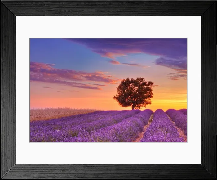 Framed Print : English Lavender Field with Tree at Sunset